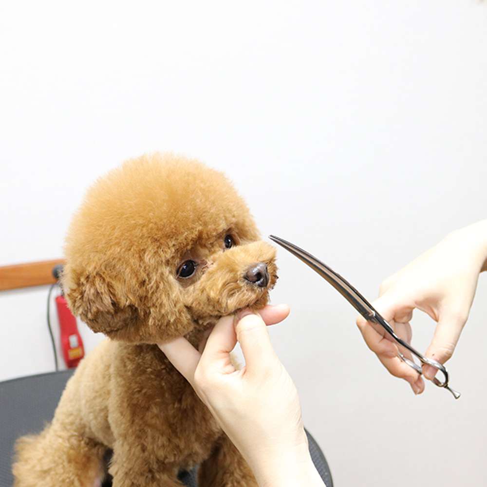 Dog Salon Beck 清須市のアットホームなトリミングサロン