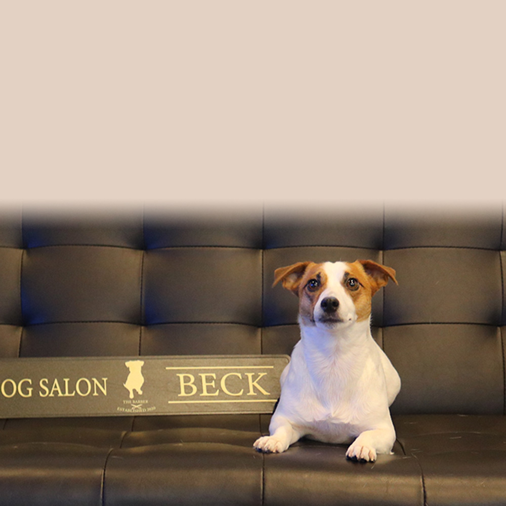 Dog Salon Beck 清須市のアットホームなトリミングサロン